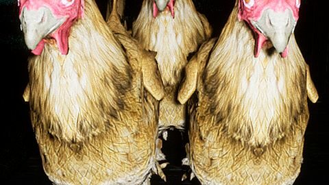 Enfermé à la ferme !