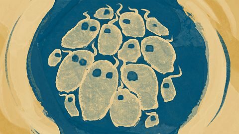 La harde rassemblée