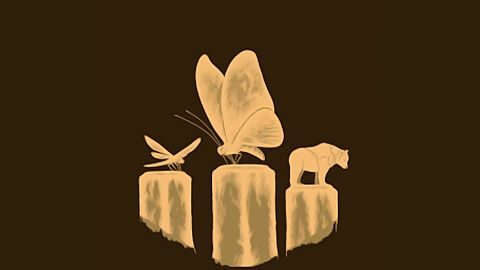 Attrape-les toutes !