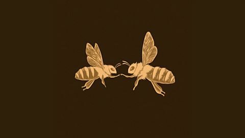 Relations entre espèces