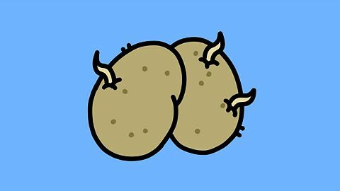 Des patates dures à cuire