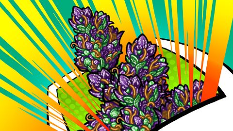 Purple Durple
