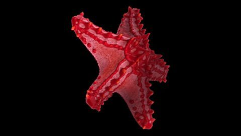 Chasseur de trésors