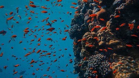 Fish School
