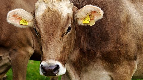 Cow Spots