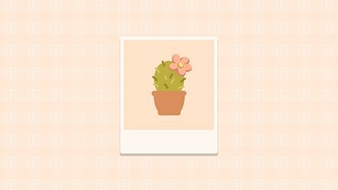 Mes premières plantes