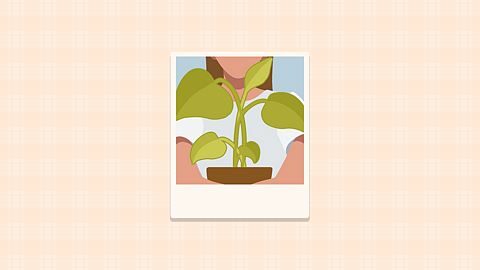 Reine des plantes