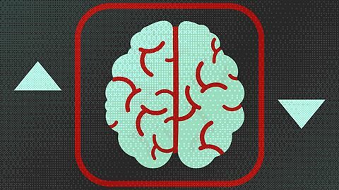Cerveau XXL