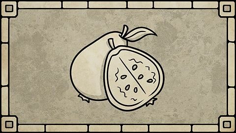 Guava